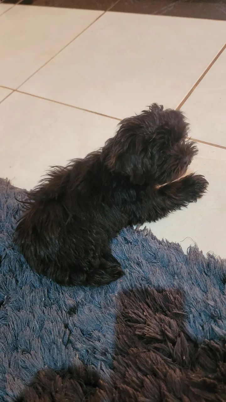 Shih tzu  - Foto 2