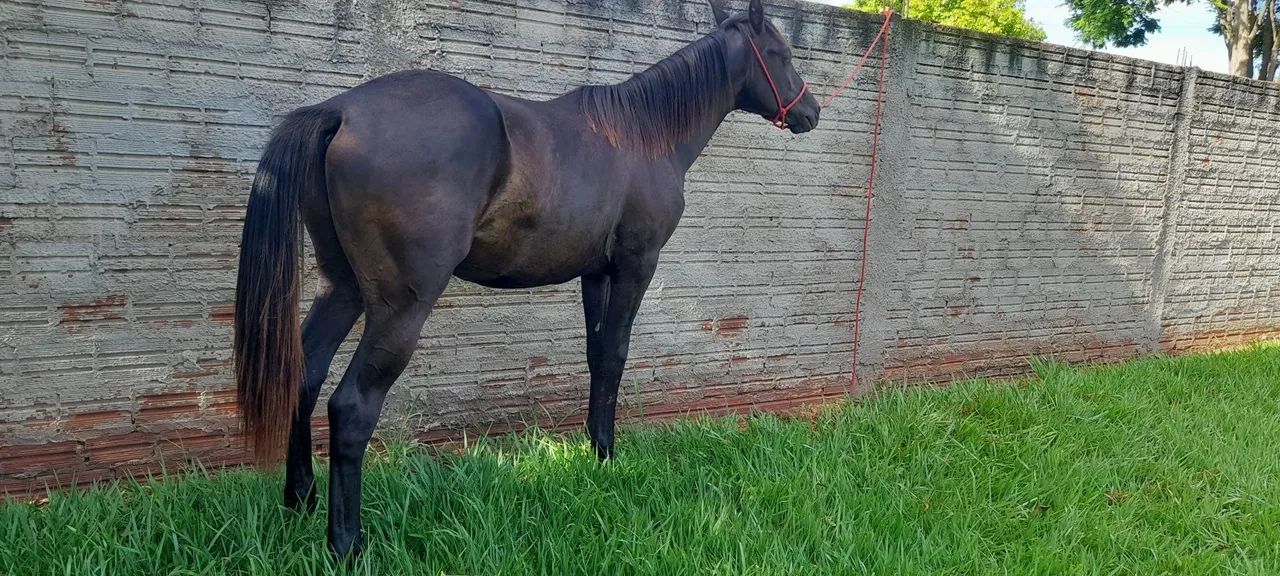 Cavalo