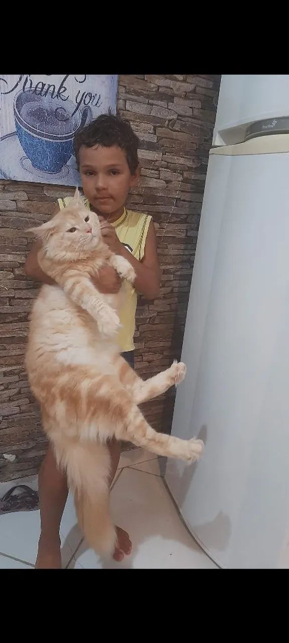 Filhote de Maine Coon Gato Gigante  - Foto 3