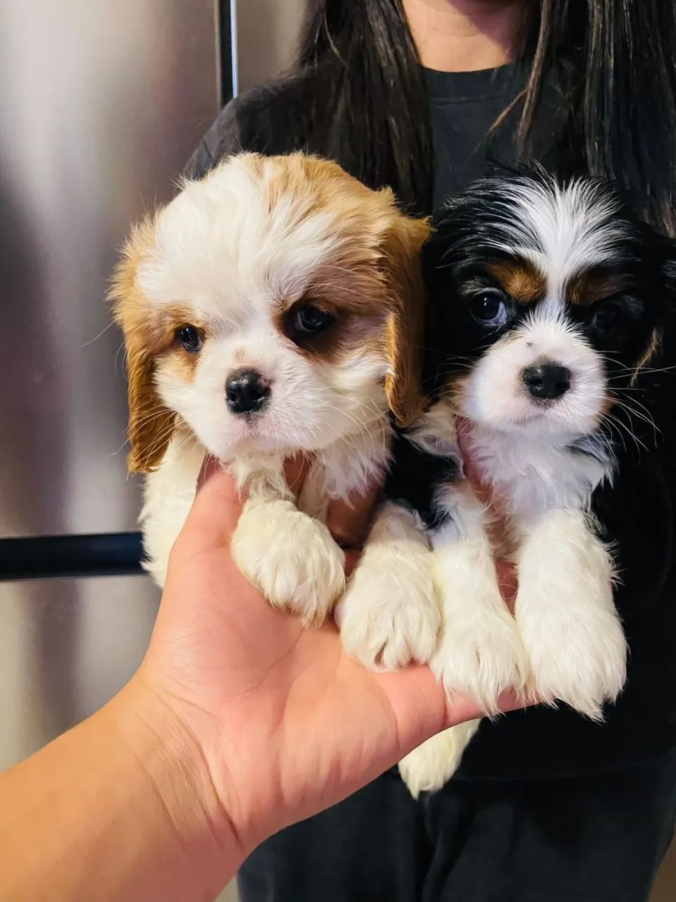 Cavalier 