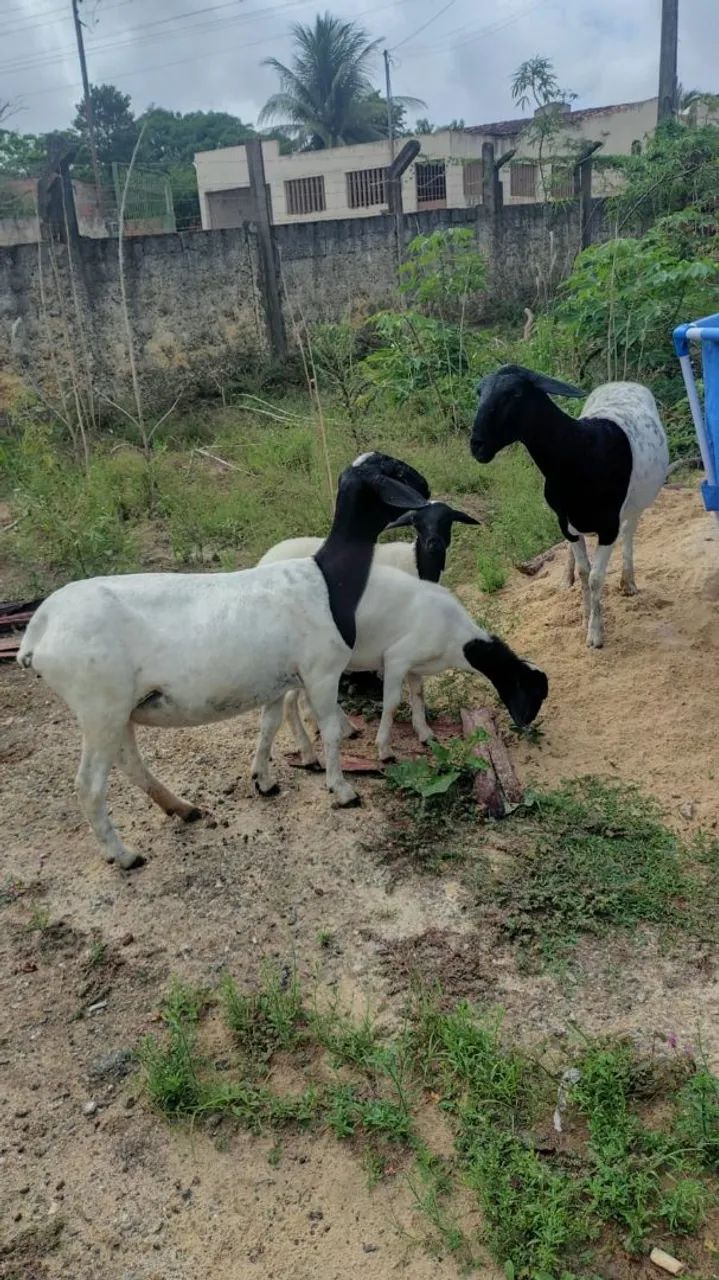 Ovelhas dopple  - Foto 2