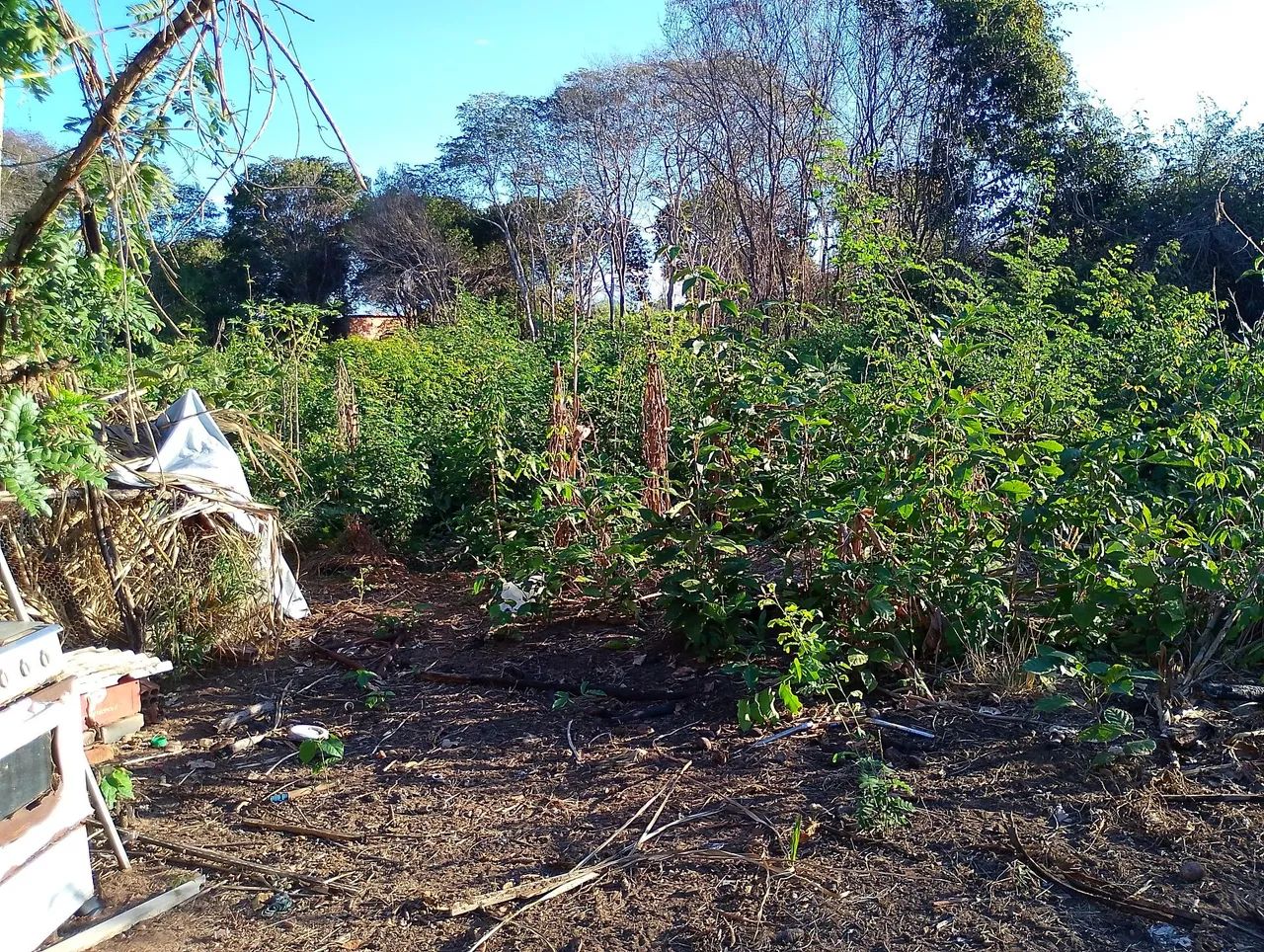 Venda ou aluga - Foto 5