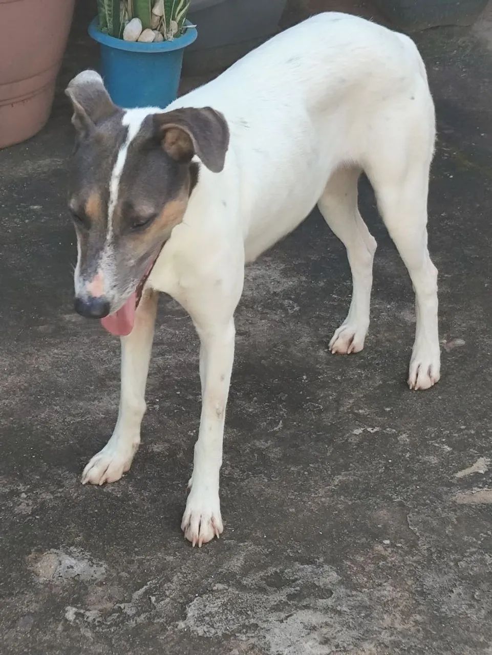 Doação de cachorra - Foto 5