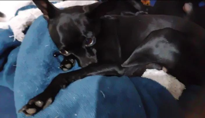 Pinscher zero  - Foto 3