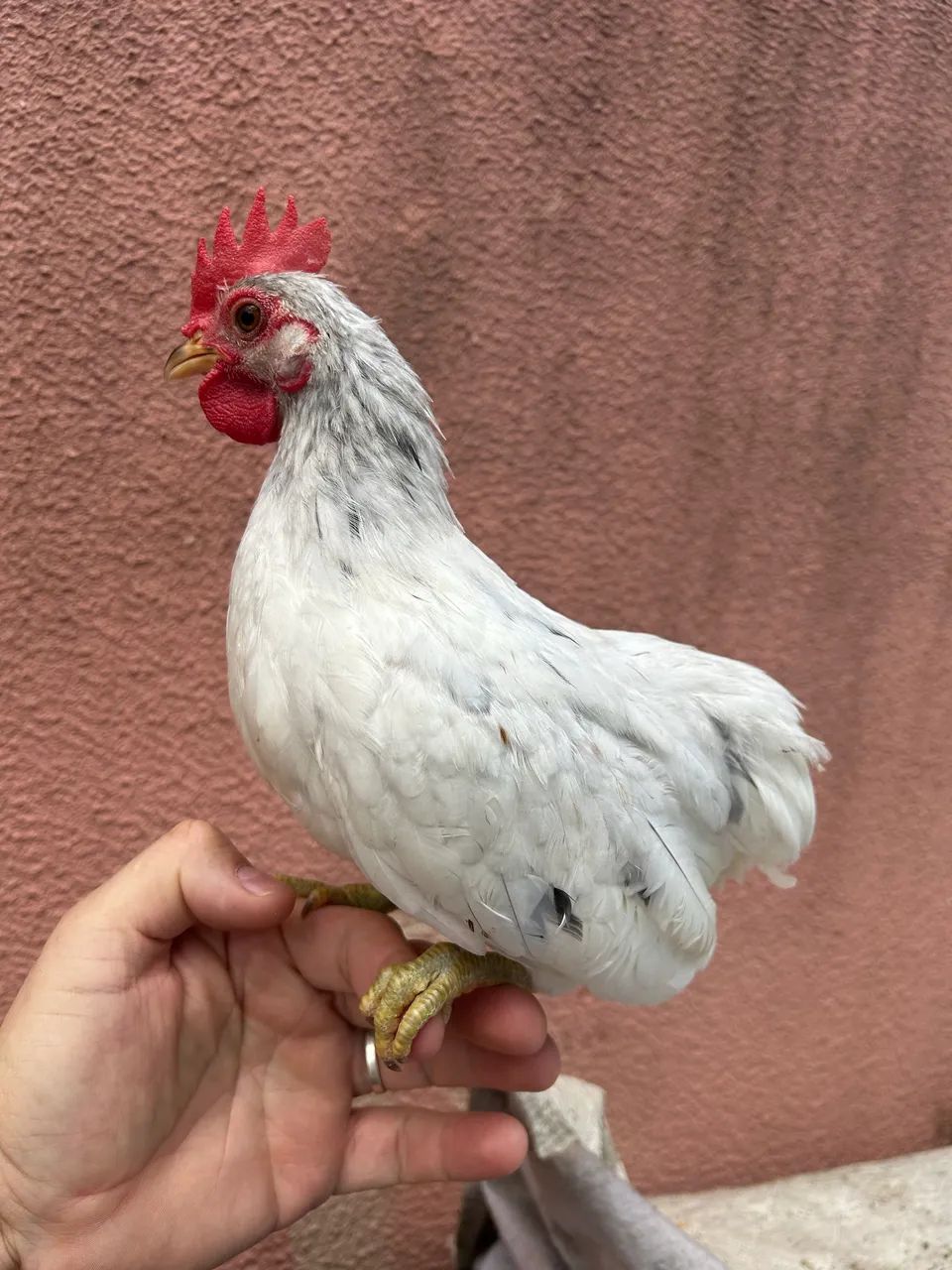Garnize 