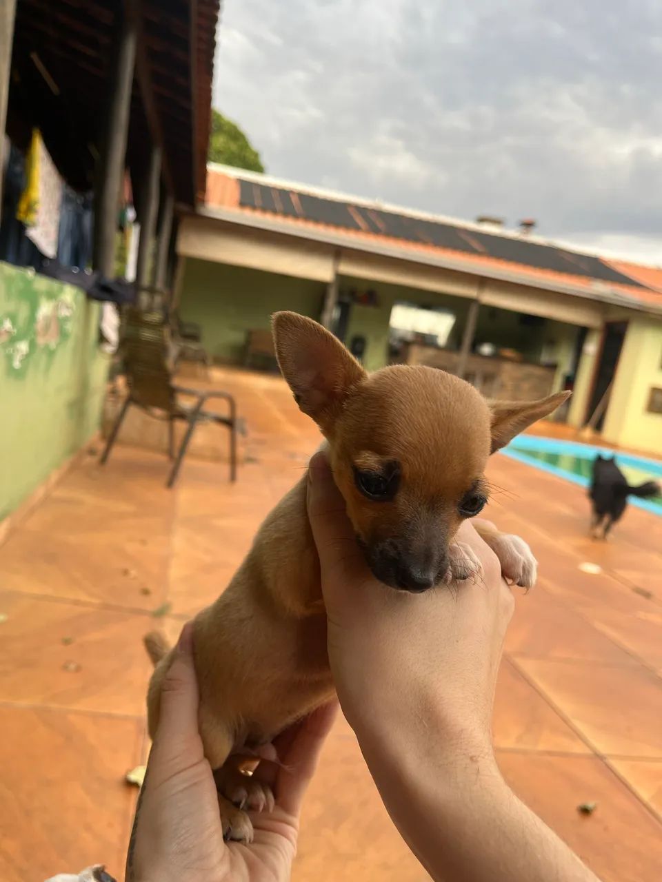 PINSCHER ZERO  - Foto 3