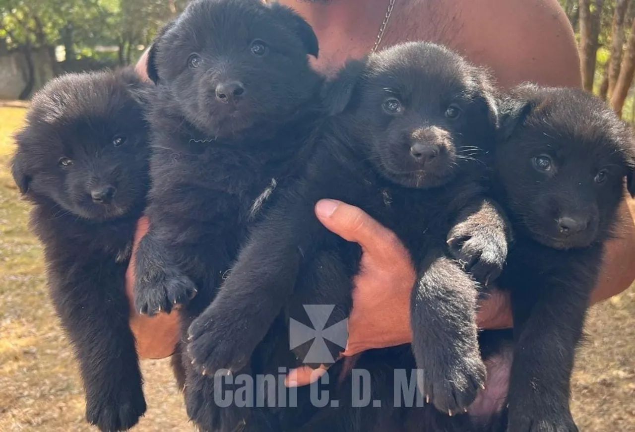 Lindos Filhotes de Pastor Belga de Groenendael