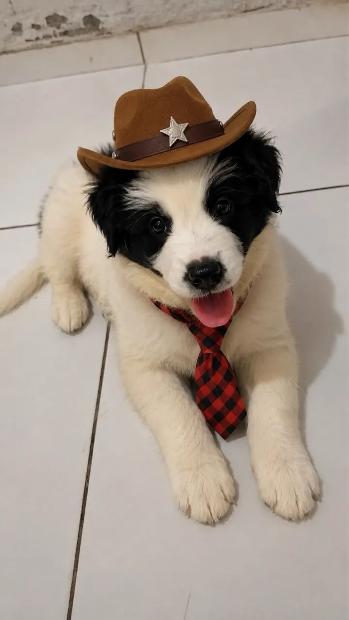 Filhotes de Border collie  - Foto 2