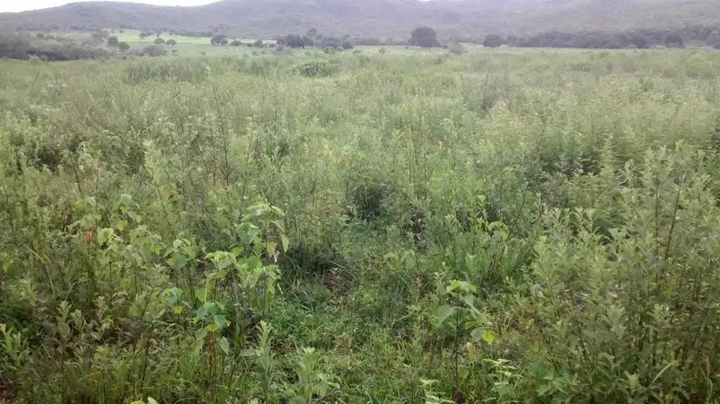 Fazenda