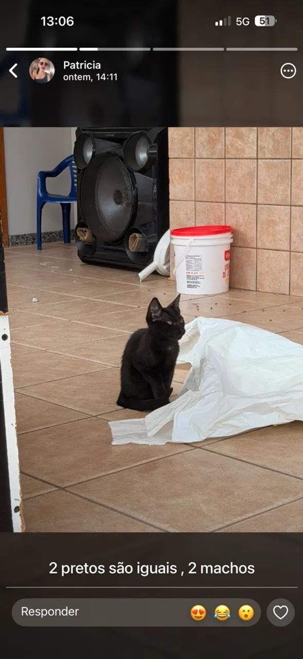 Doa-se gatinhos  - Foto 3