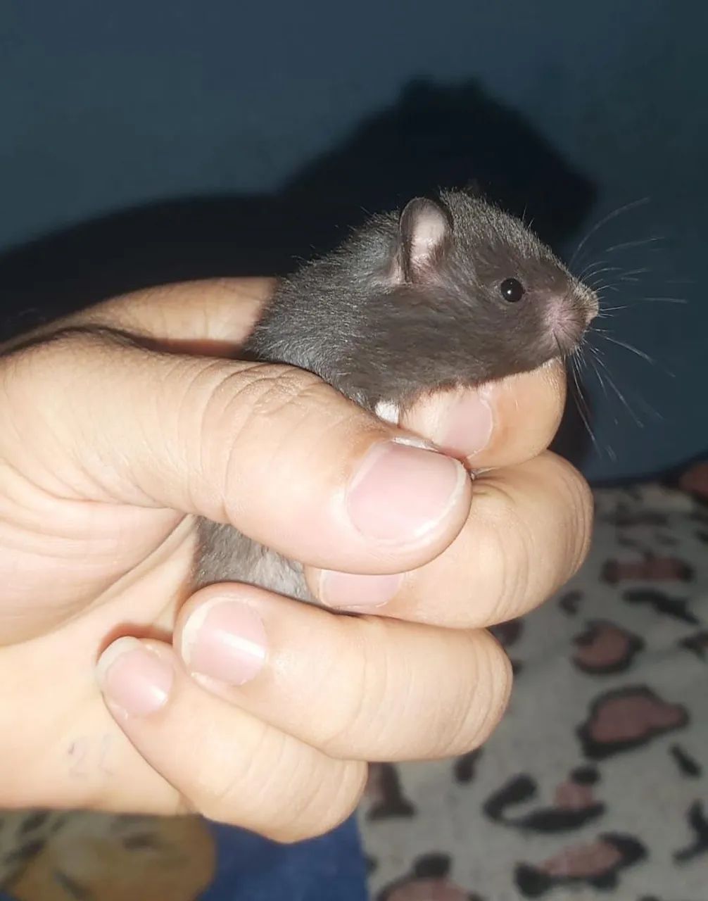 Hamster Sírio  - Foto 5