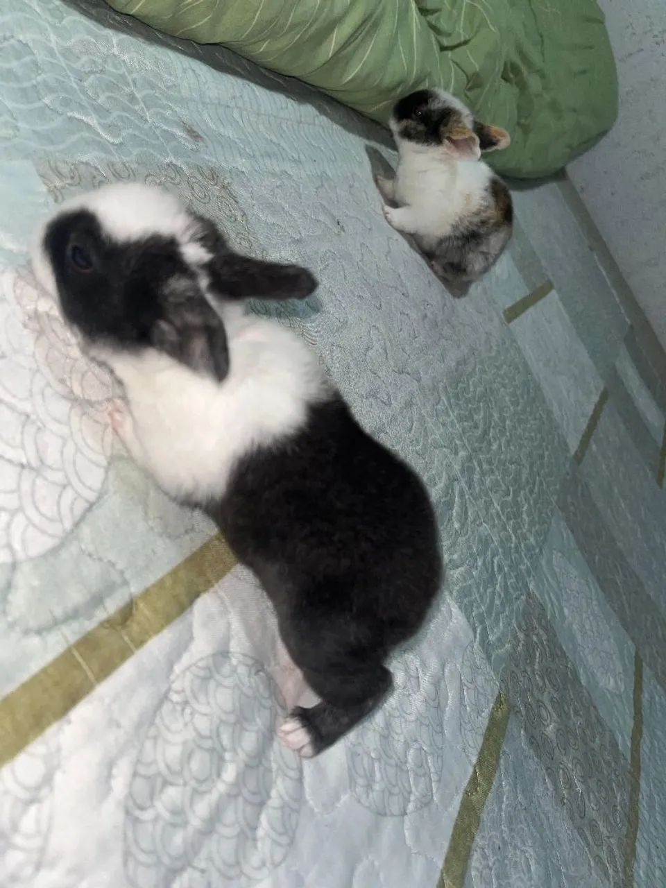 Vendo coelho urgente