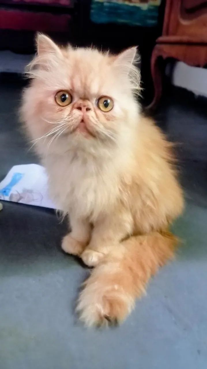 Gato persa  - Foto 5