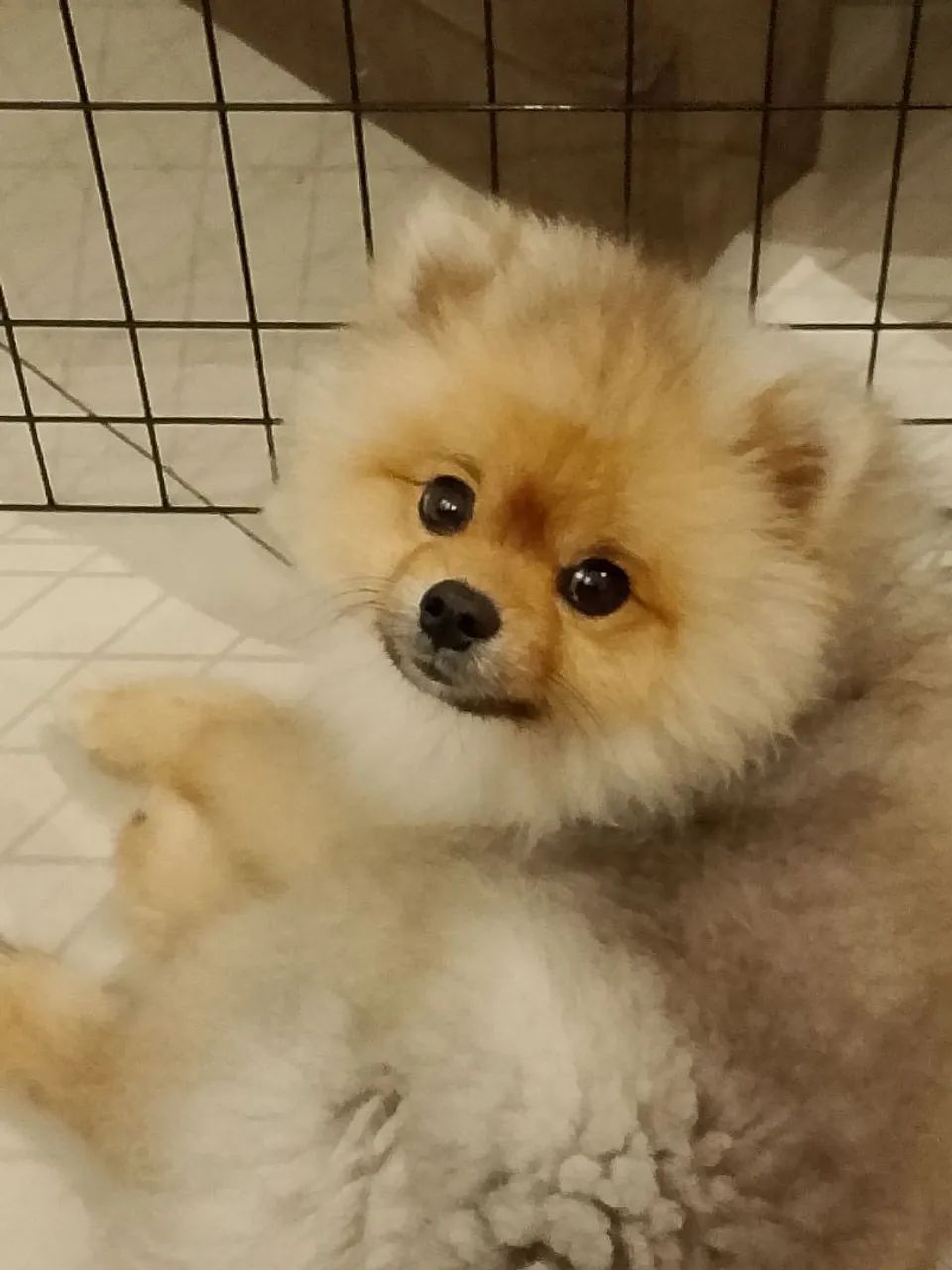 Spitz alemão  - Foto 2