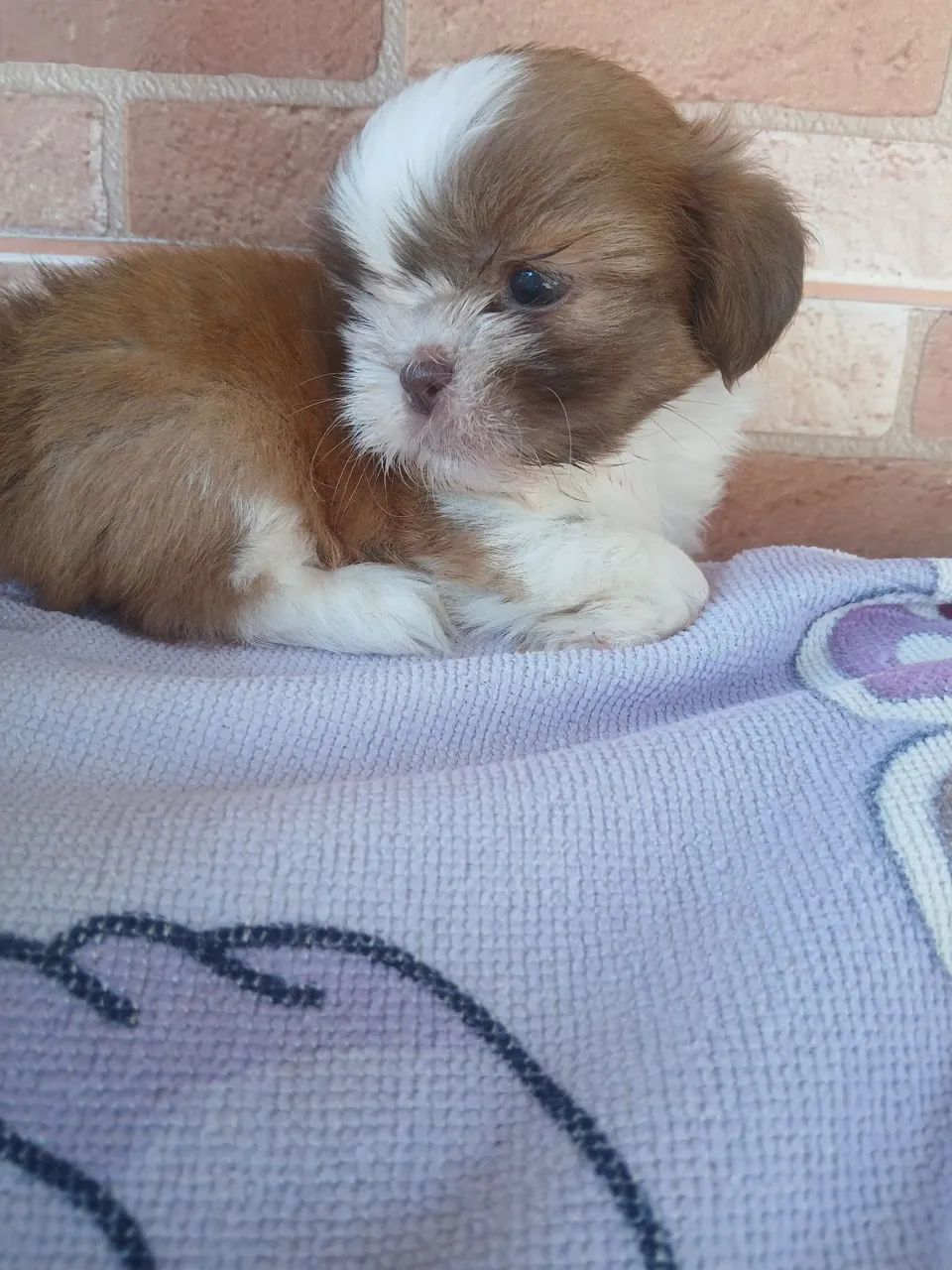 Vendo Shitzu FEMEAS - Foto 2