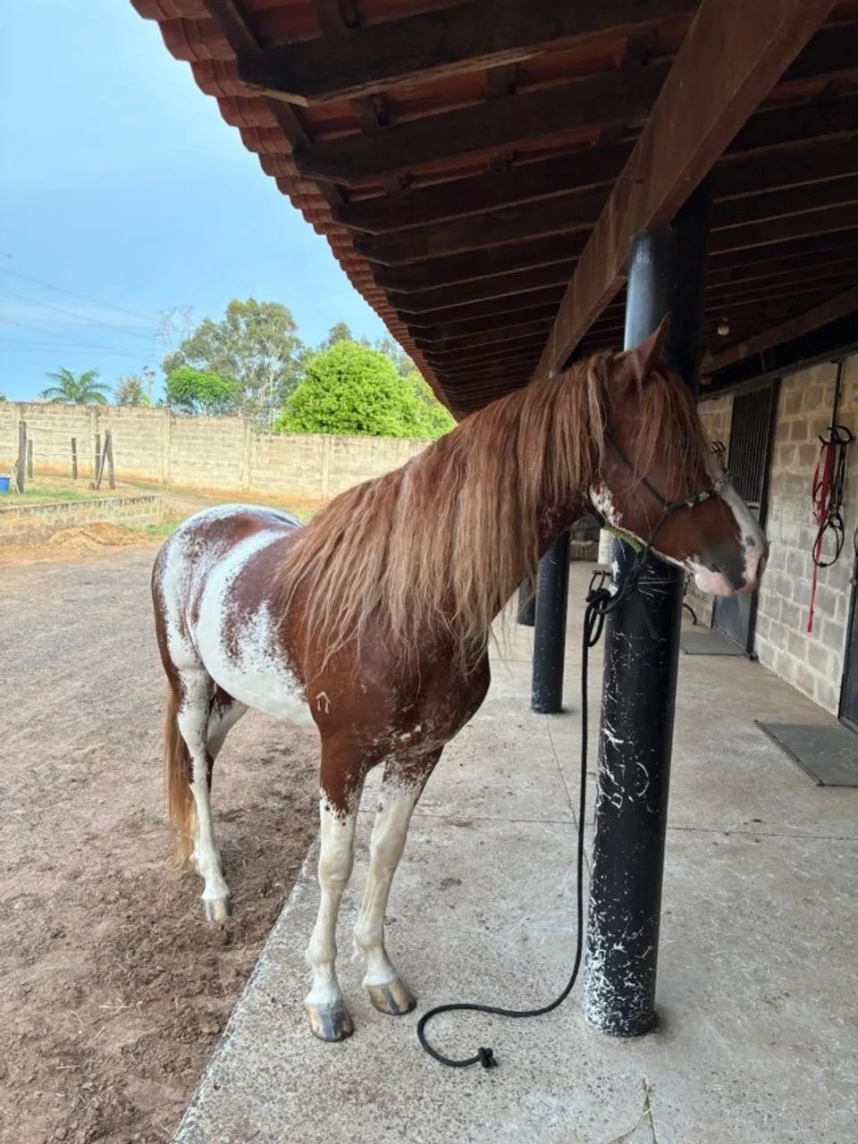 Garanhão mangalarga paulista