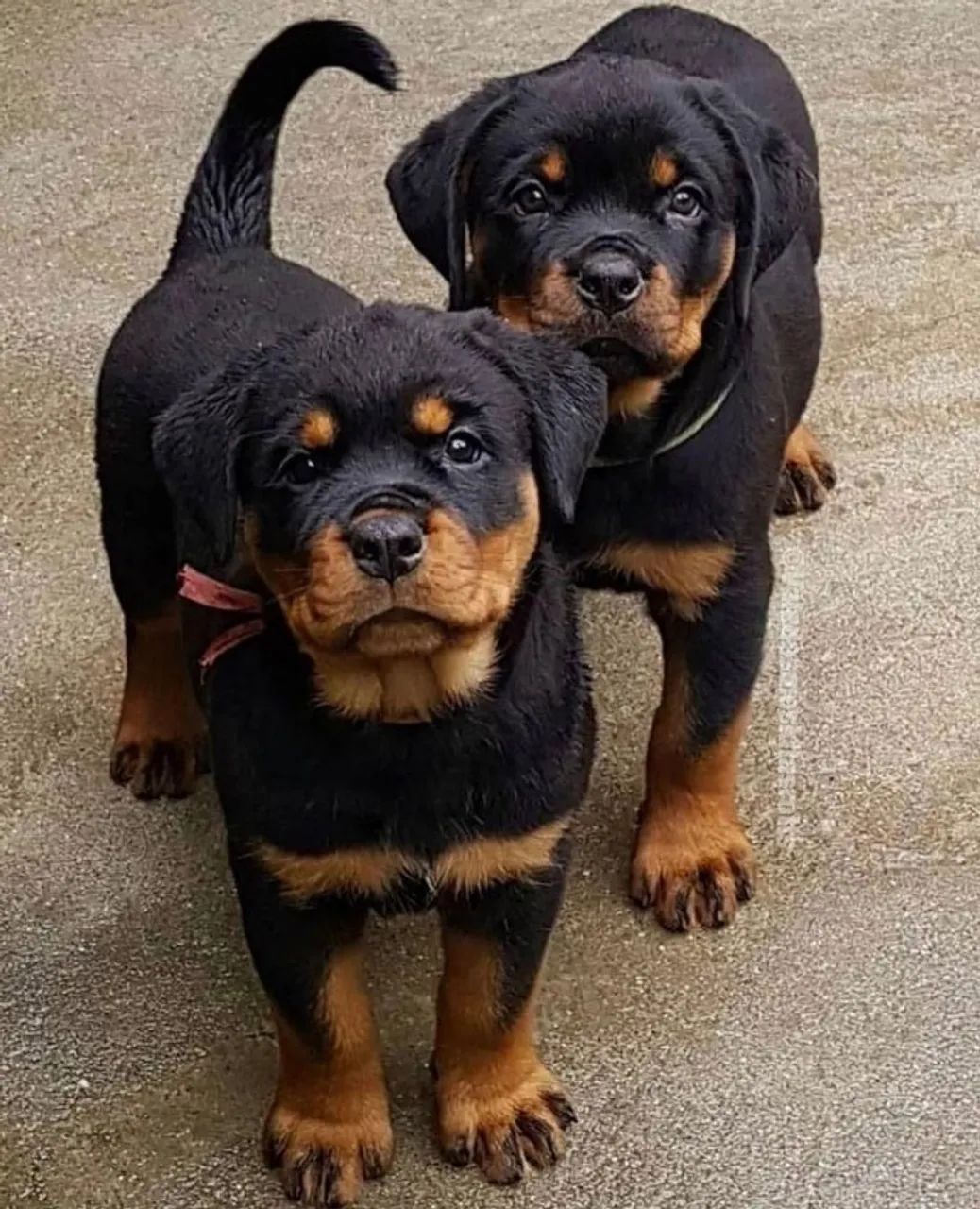 Rottweiler Afeto que chega junto com confiança