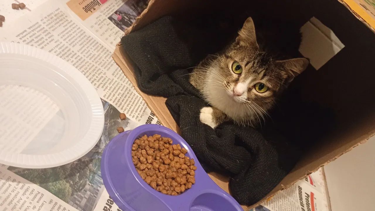 Gata para doação  - Foto 2