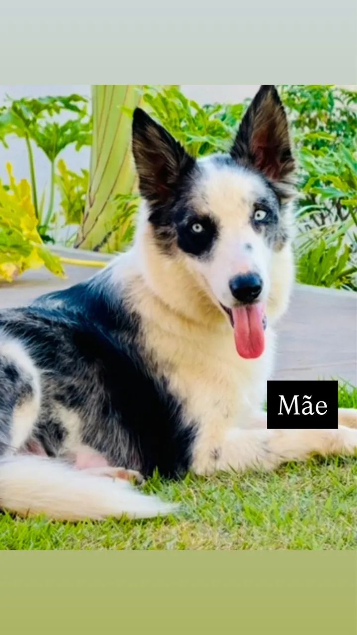 Border Collie - Foto 5