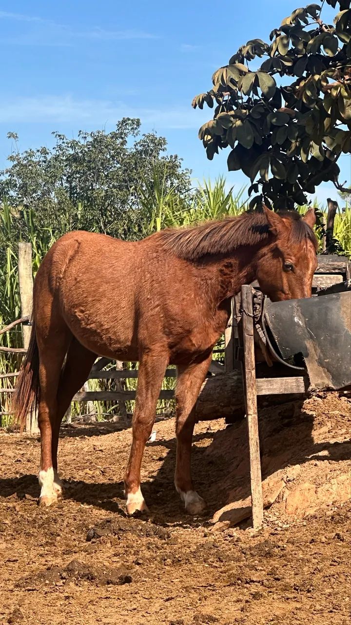 Vende-se! - Foto 5