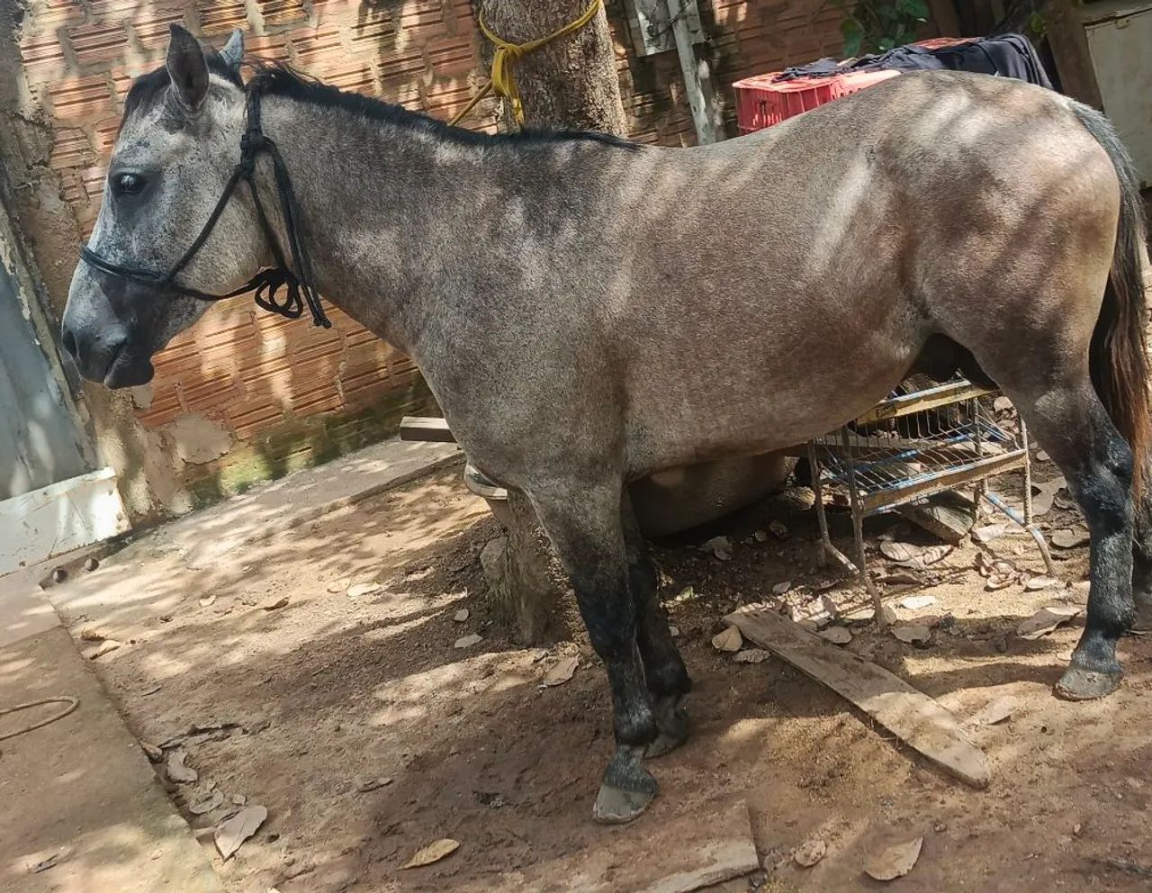 Cavalo ? petiço manso 