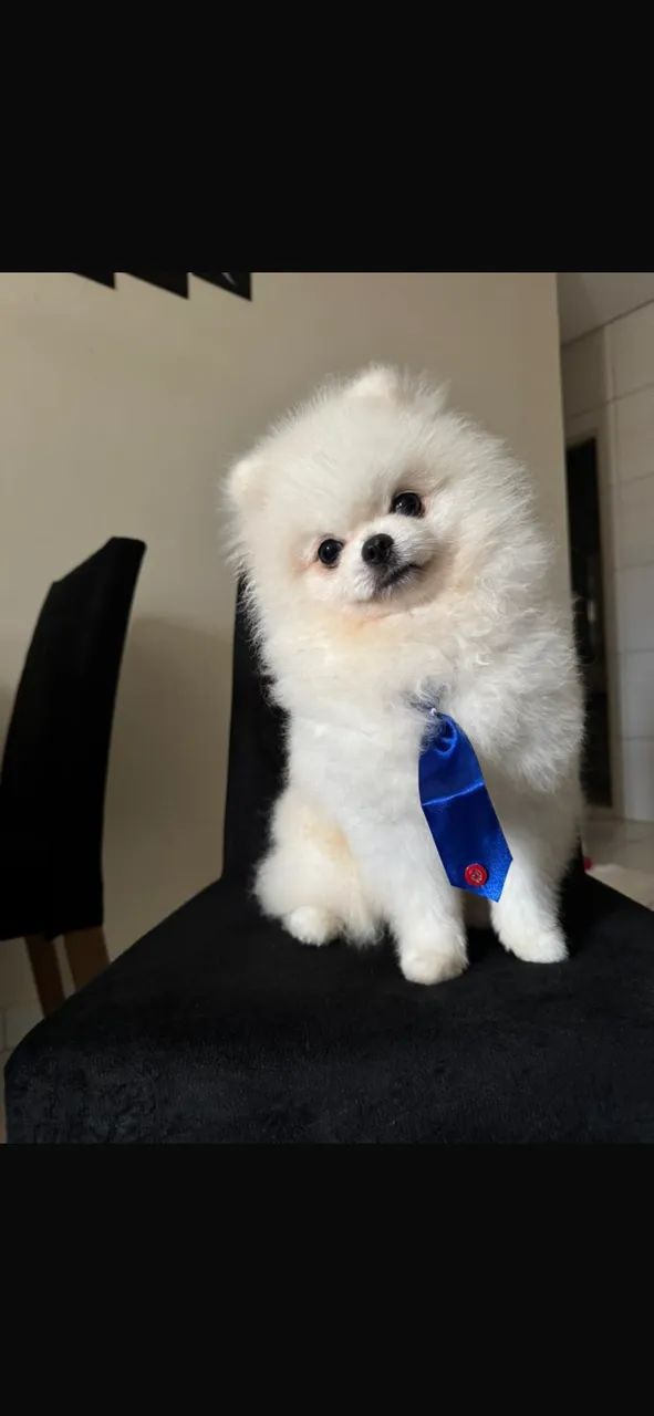     Macho Spitz para Cruza 