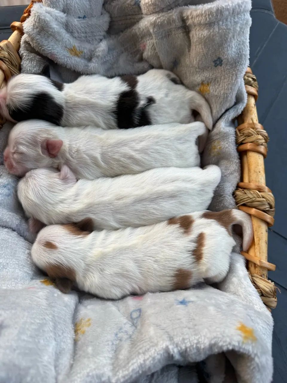 Filhotes de Shihtzu  - Foto 2