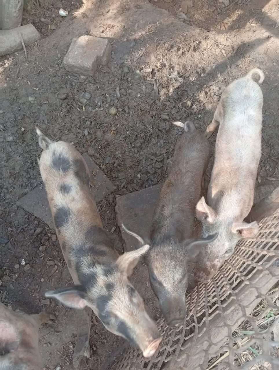 5 Leitões graúdo  - Foto 2
