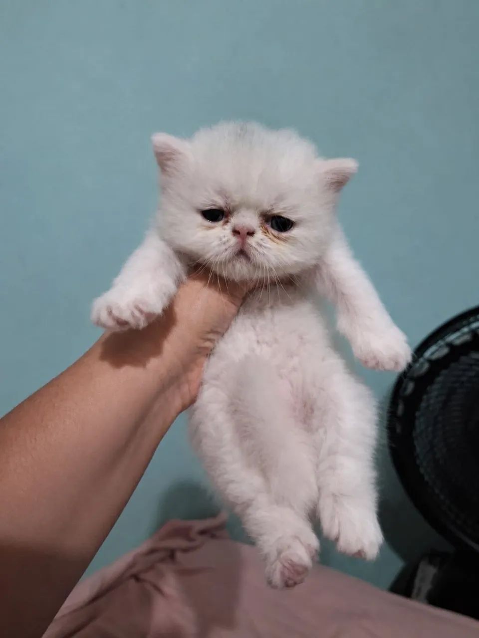 Gato Persa 