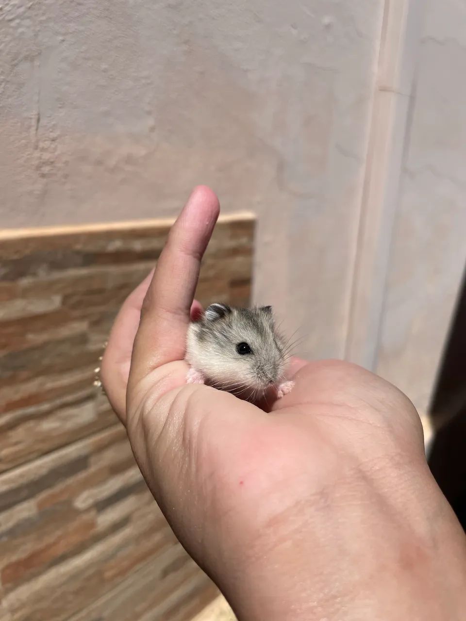 Hamster - Foto 2