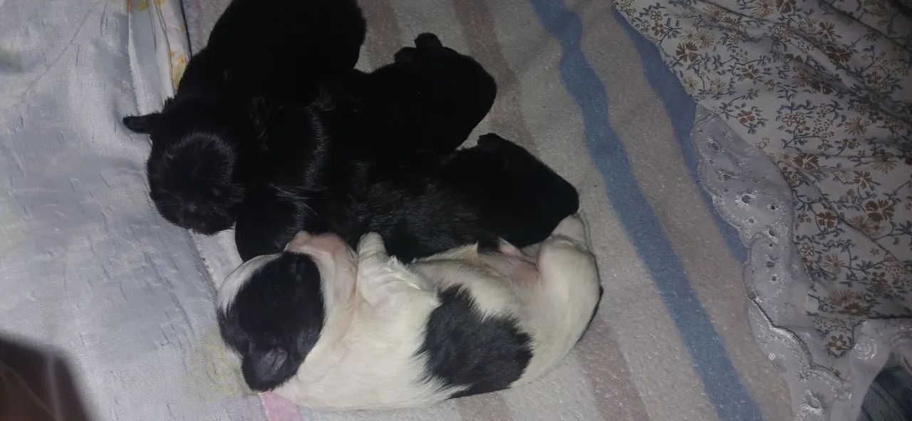 Shih tzu fêmea última da ninhada  - Foto 6