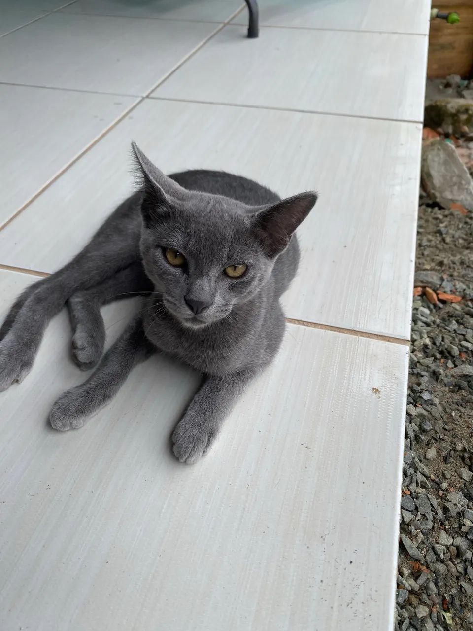 Doa-se gato - Foto 3