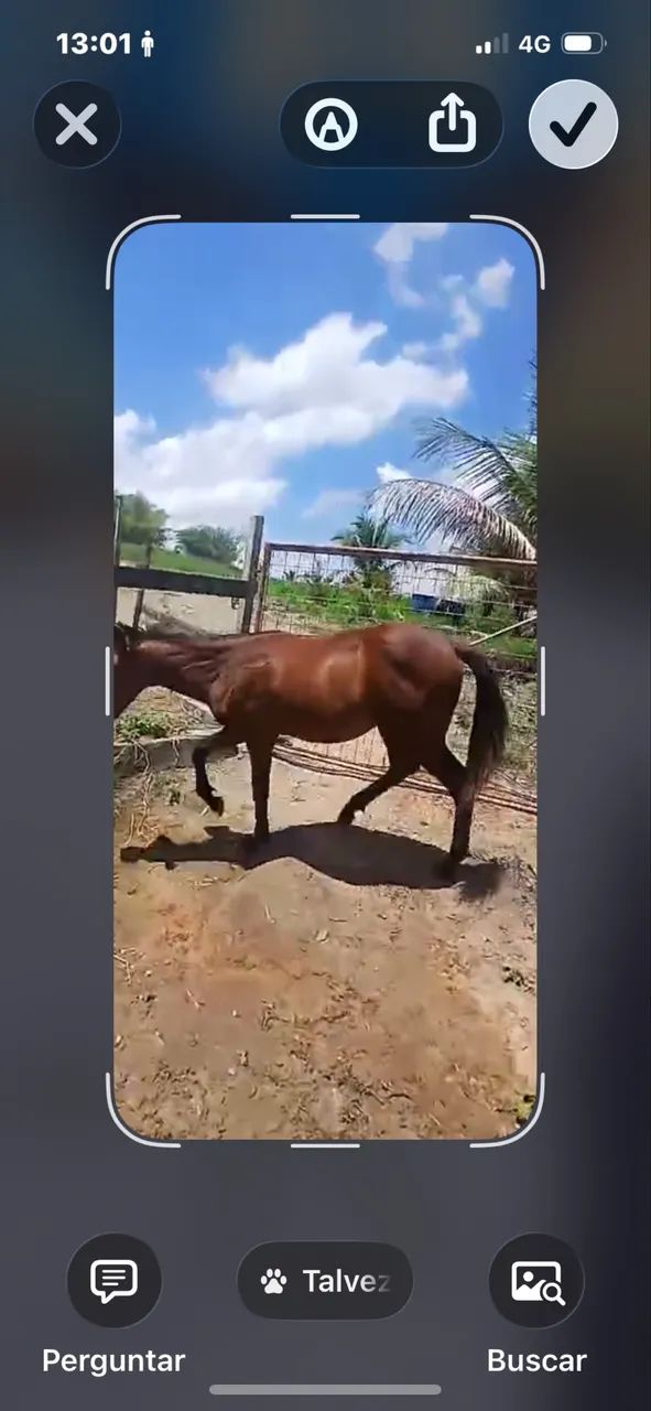 Potro mestico de mangalarga  - Foto 4