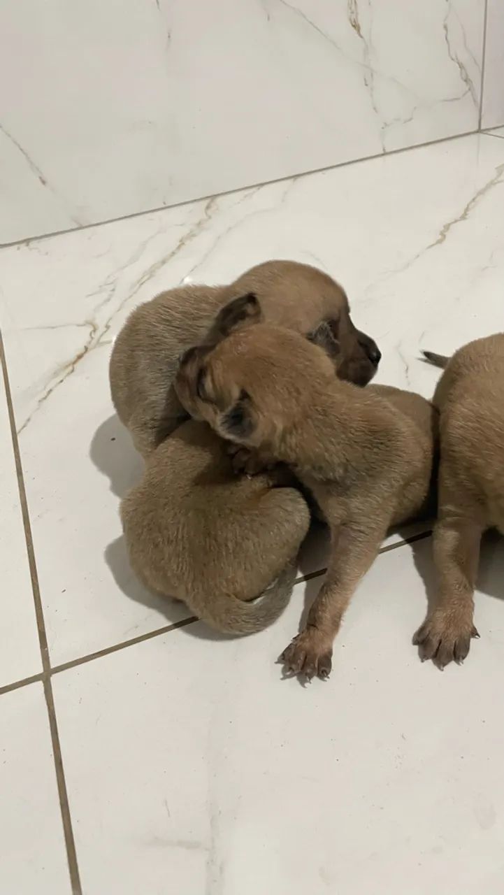 Chow Chow com pitbull  - Foto 2