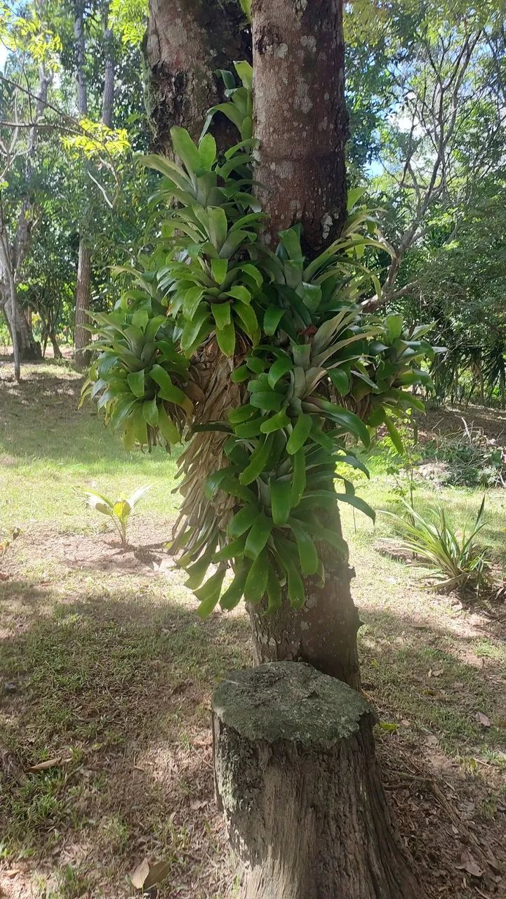 Aluguel de casa  no Sitio - Foto 6