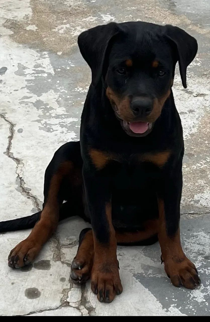 Disponível  - Foto 5