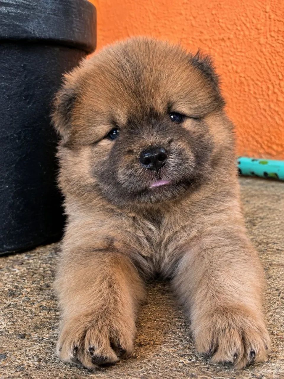 Chow chow  - Foto 2