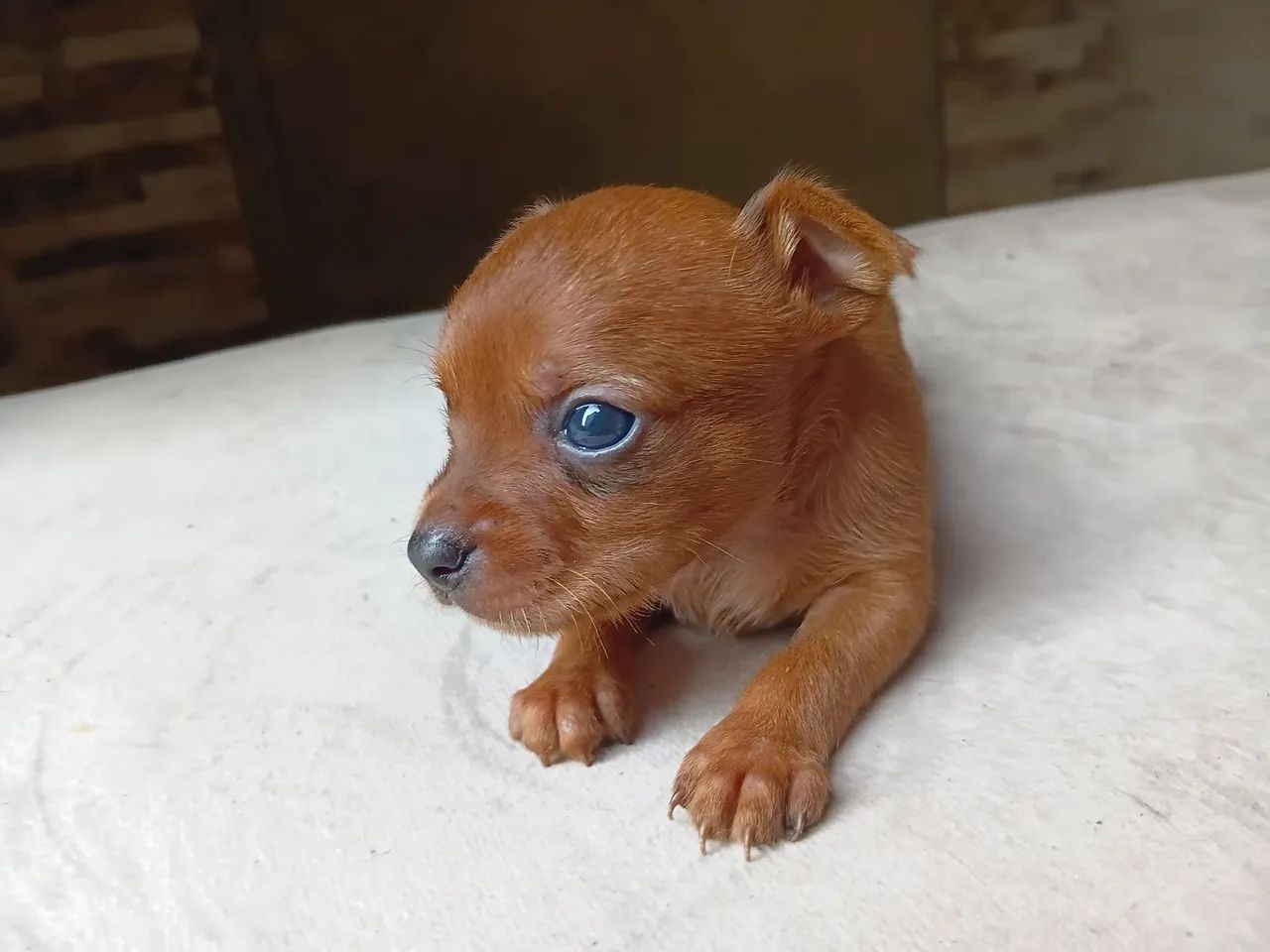 Pinscher machos 01 - Foto 2