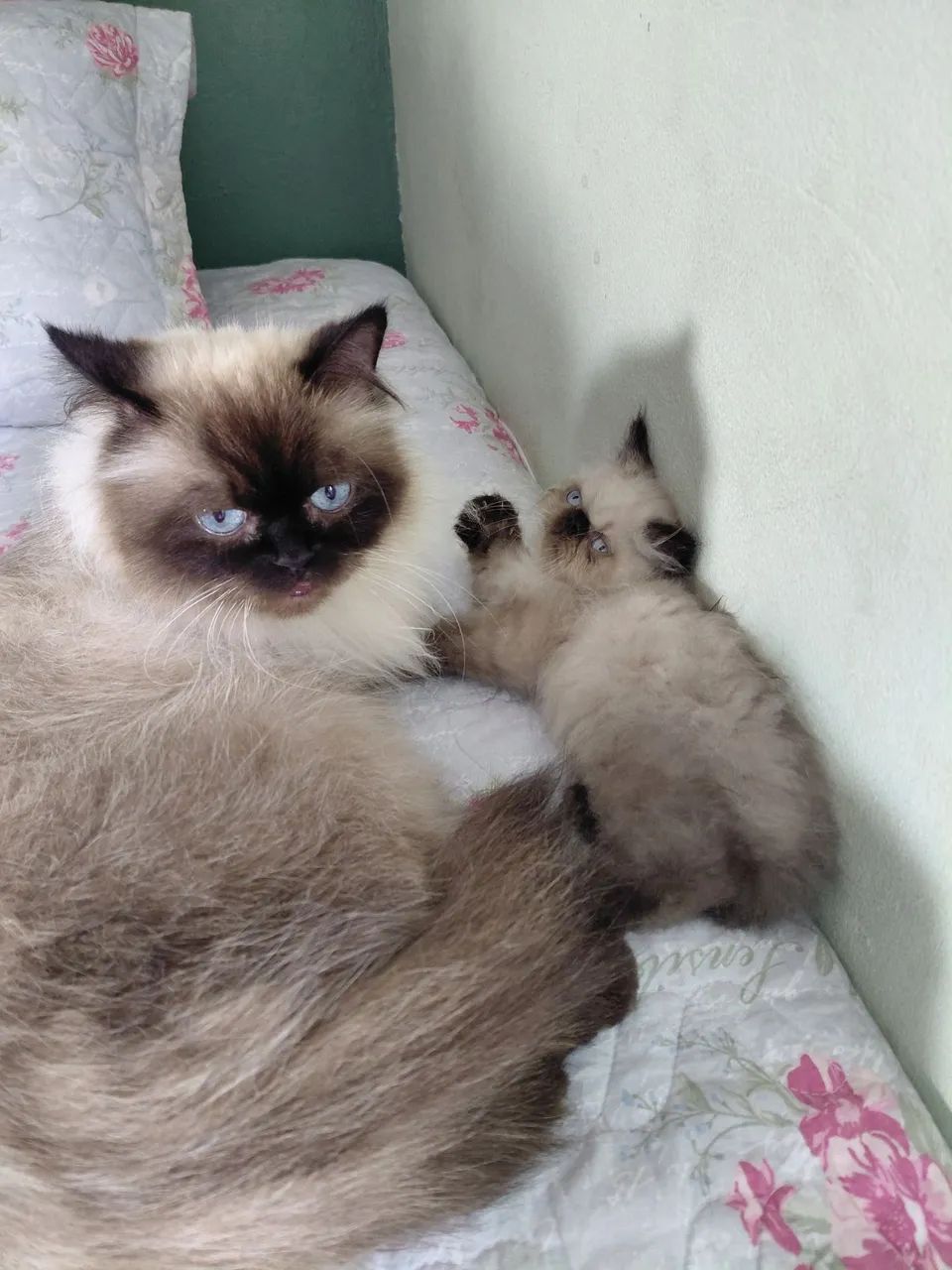 Himalaia  - Foto 2