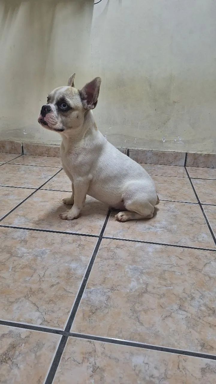 Bulldog francês macho  - Foto 3