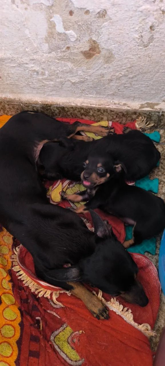 Menininhos Pinscher 1 - Foto 4