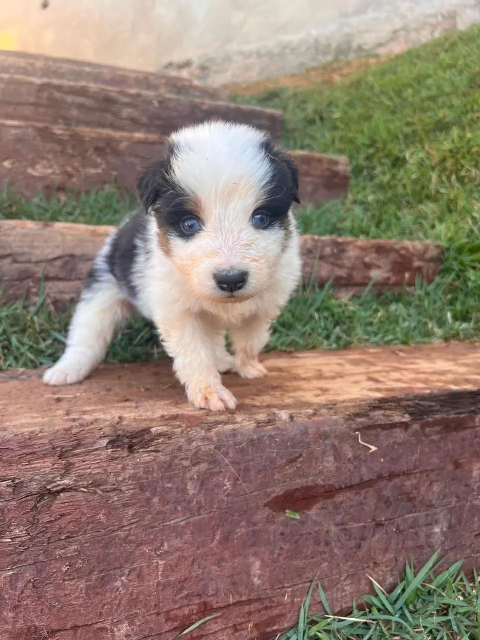 Border Collie  - Foto 2
