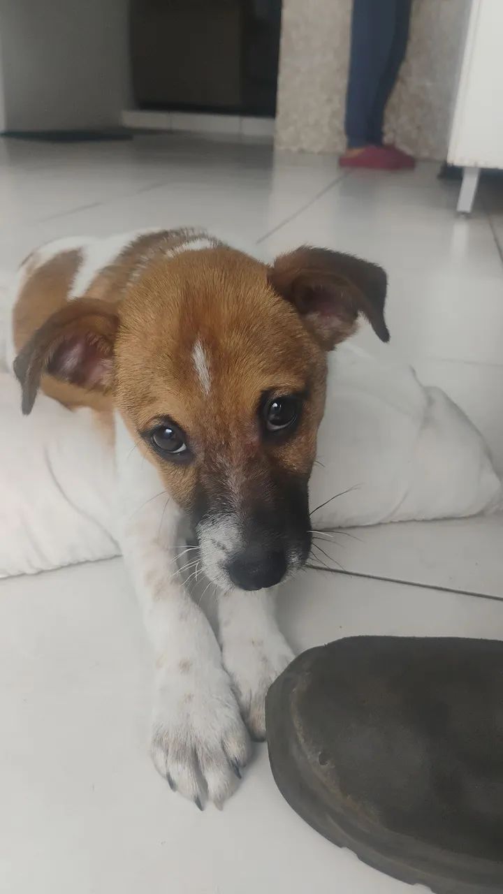 Doa-se cachorro - Foto 3