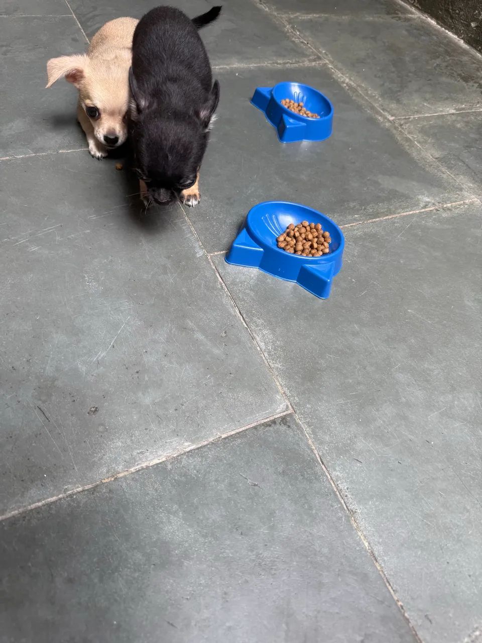 Chihuahua  - Foto 2