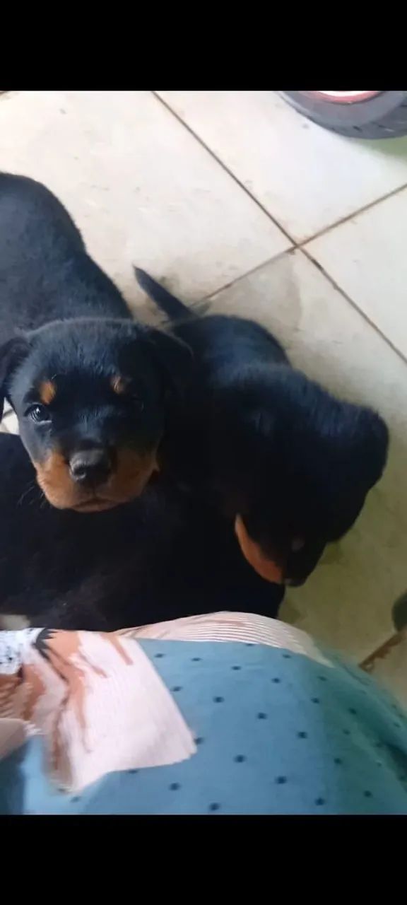 Rottweiler  - Foto 4