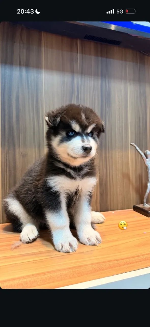Husky siberiano 