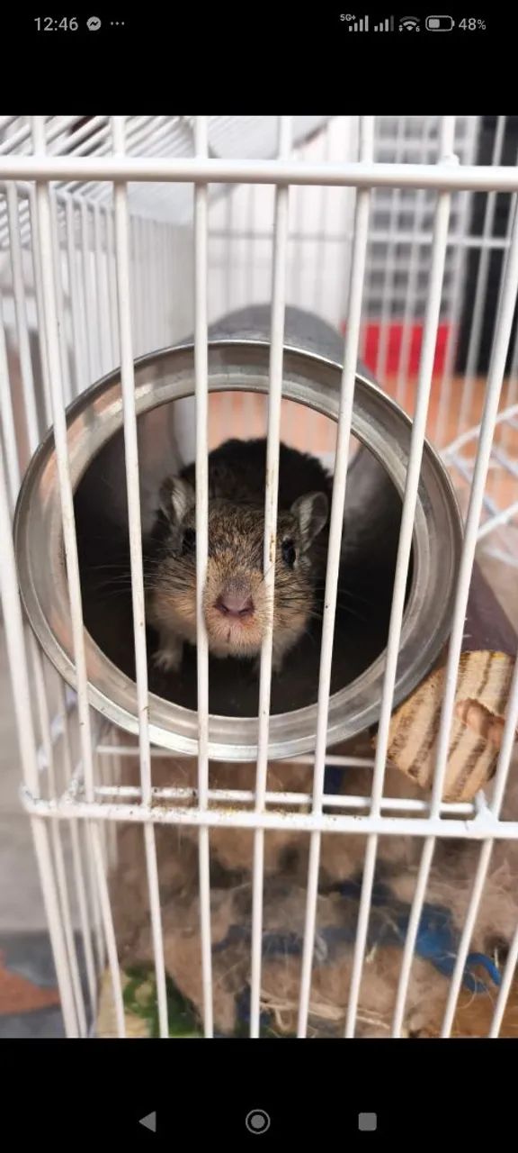 Gerbil  - Foto 4