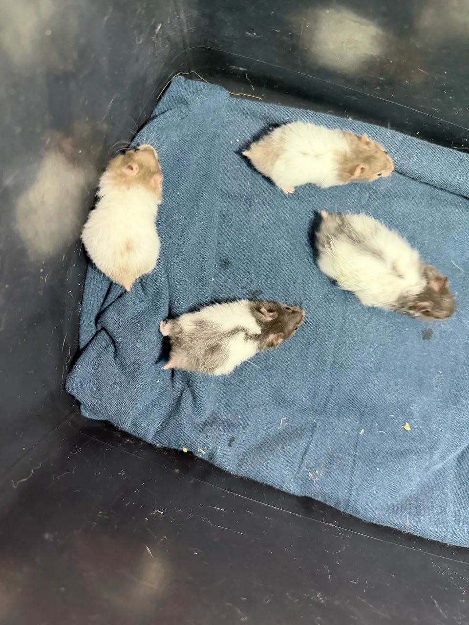 Hamster Sírio Macho 