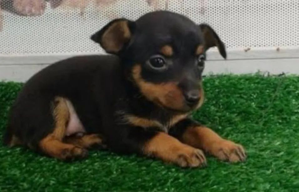 Lindos Pincher 00 com garantia e kit  - Foto 4