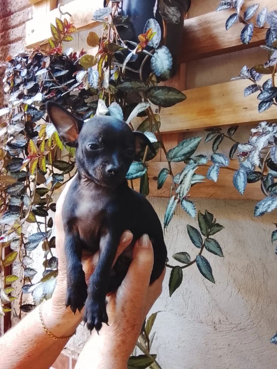 Pinscher Macho e Fêmeas Zero - Foto 3